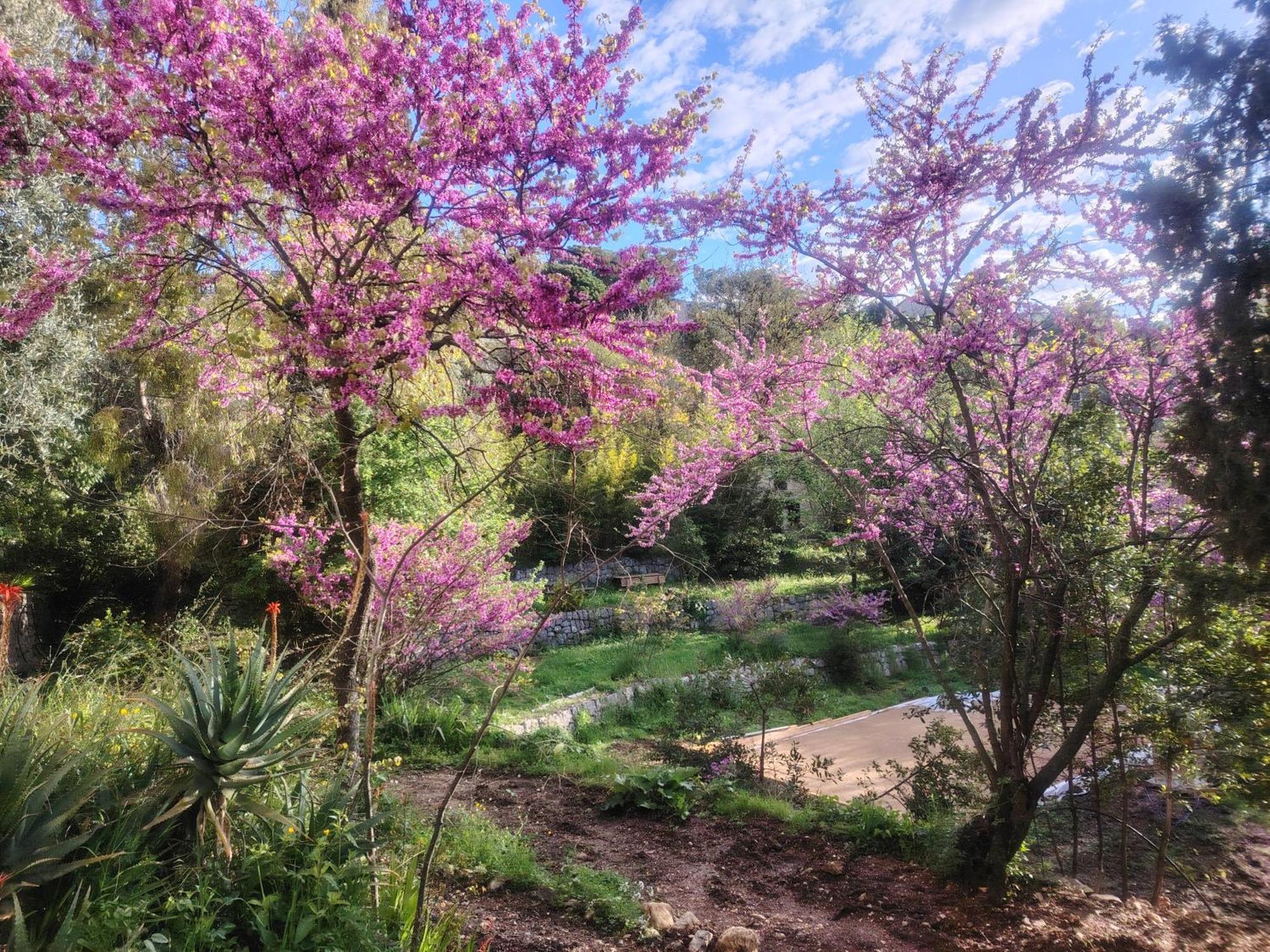 Domaine Des Petites Soeurs A 800M Du Centre Historique Avec 5200M2 De Parc Arbore Ванс Екстер'єр фото